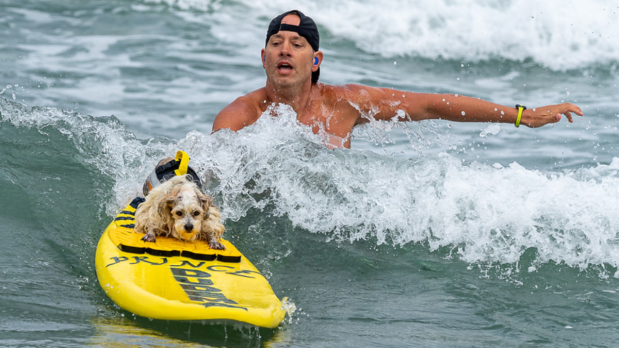 Only in events featuring both humans and dogs on the same board, either the owner or a designated handler can launch the dog.