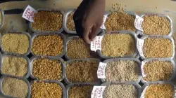 Surge in import, record govt purchase bring down market prices below MSP