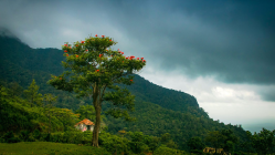 Kerala HC bans commercial film shoots in protected forest areas