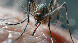China records worst chikungunya outbreak in 20 years, cases cross 3,100