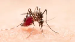 Over 400 dengue, chikungunya cases reported in Mumbai hospitals—Who’s most at risk? Doctor answers