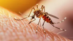 Dengue outbreak in Bengaluru: 442 cases in a month, BBMP issues urgent warning