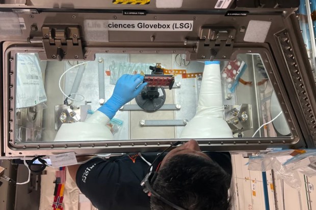 Ax-4 Pilot Shukla conducts critical operations for the myogenesis experiment within the Life Sciences Glovebox aboard the ISS, investigating how microgravity accelerates muscle loss and exploring potential therapies to counteract muscle atrophy during long-duration spaceflight. (Image source: Axiom Space)