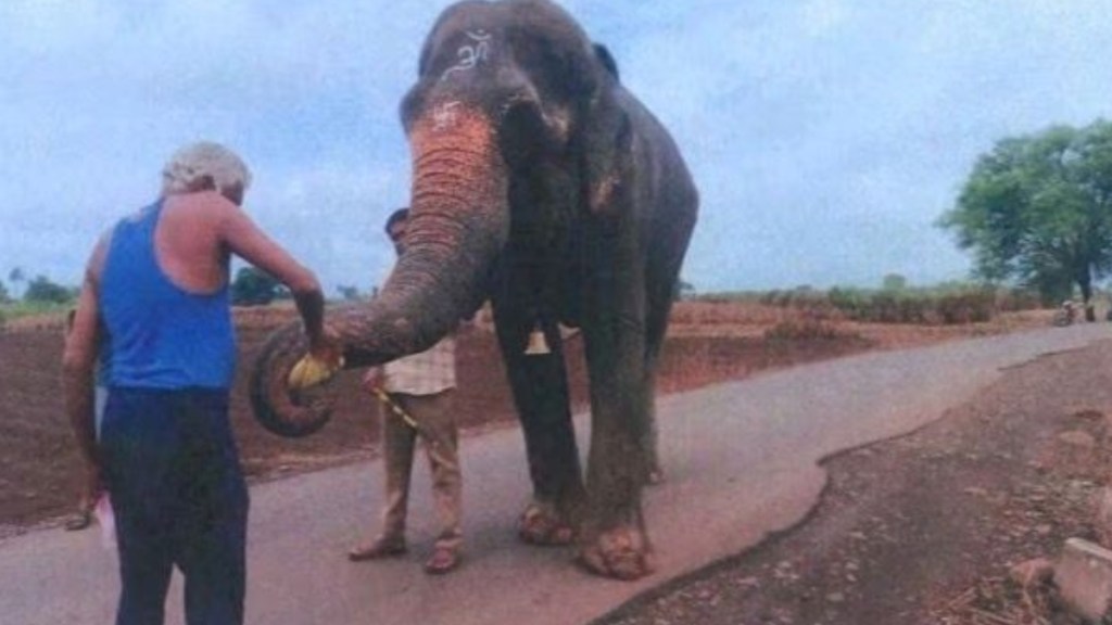 Elephant's wellbeing gets priority over humans' right to use it for religious rites: HC