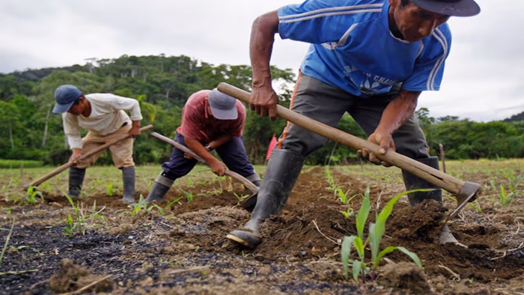 Surplus Monsoon Rains Drive 11% Surge in Kharif Sowing, Boosting Foodgrain Outlook for FY26. (Image Source: Reuters)
