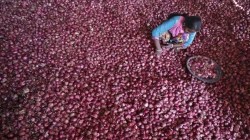 Onion purchase price by govt drops 48% on year