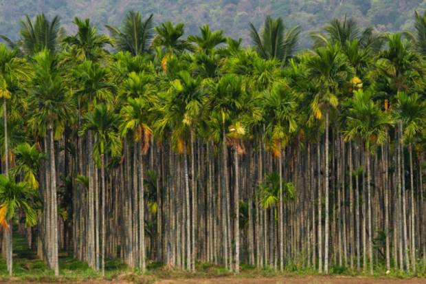 Coimbatore, Tamil Nadu: Surrounded by rain-kissed hills, Coimbatore becomes serene as Valparai’s tea estates mist over and Siruvani’s fresh stream flows. (Photo source: Canva)