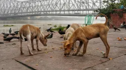 ‘Dog bite menace is worrisome’: Tamil Nadu, Rajasthan backs SC stray dog order; Karnataka and Bengal call it ‘cruelty’