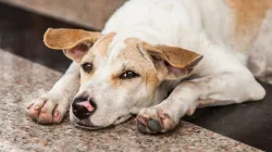 CJI BR Gavai says he will look into SC order on stray dogs: Report