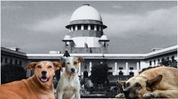 LIVE | Supreme Court to deliver verdict on stray dog capture and relocation in Delhi-NCR today, hearing starts soon