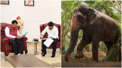 Madhuri’s return to Kolhapur likely as Vantara, Fadnavis align