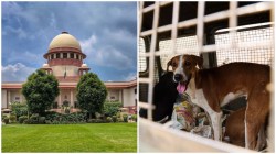 SC stray dog hearing live updates: ‘Sterilization does not stop rabies, unable to send kids out’ – Centre tells court