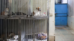 Rs 110 per dog, per day: MCD warns Delhi’s stray dog relocation plan could cost Rs 11 crore a day