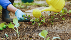 Why farmers can’t find enough fertilisers this kharif season