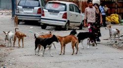 10 countries with most dogs in the world, check where India stands on the list