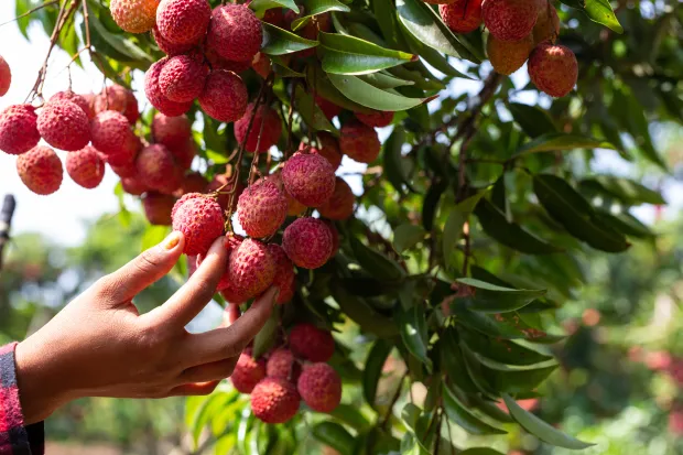 LitchiJuicy and sweet, litchi is a monsoon favorite. Rich in vitamin C, potassium, and antioxidants, it helps build immunity and supports heart health. Its high water content keeps you hydrated during the humid season, while its anti-inflammatory properties protect against infections. It’s also great for your skin, giving you a healthy glow despite the damp weather. (Image: Freepik)