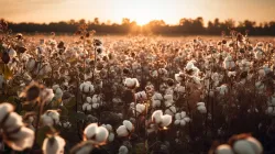 Duty waiver for cotton imports extended to 2025-end