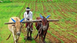 Farm futures make headway, as FPOs keen on better price discovery
