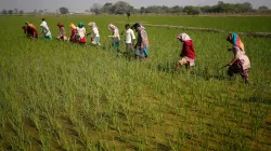 Kharif sowing enters last lag, up 4% on year