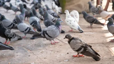 Pigeon carrying threat note to blow up Jammu station caught near India-Pak border