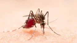 WHO-recommended mosquito repellents can dramatically cut dengue, malaria risk: How they work