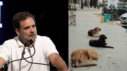 ‘Voiceless souls aren’t problems’: Rahul Gandhi junks SC’s stray dogs order