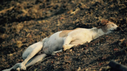 Chaos in Delhi: Protesters claim Stray dog skeletons found in empty ground, demand action