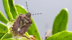 Deadly ‘kissing bug’ parasite behind rising chagas disease cases in US—Could it spread to India next? Doctors answer