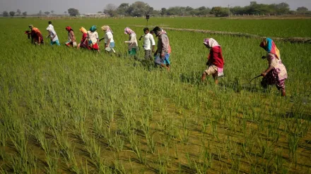 GST Rate Cuts on Agri-Inputs to Boost Farm Income and Mechanisation. (Image Source: Reuters)