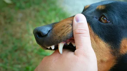 Rabies outbreak USA 2025